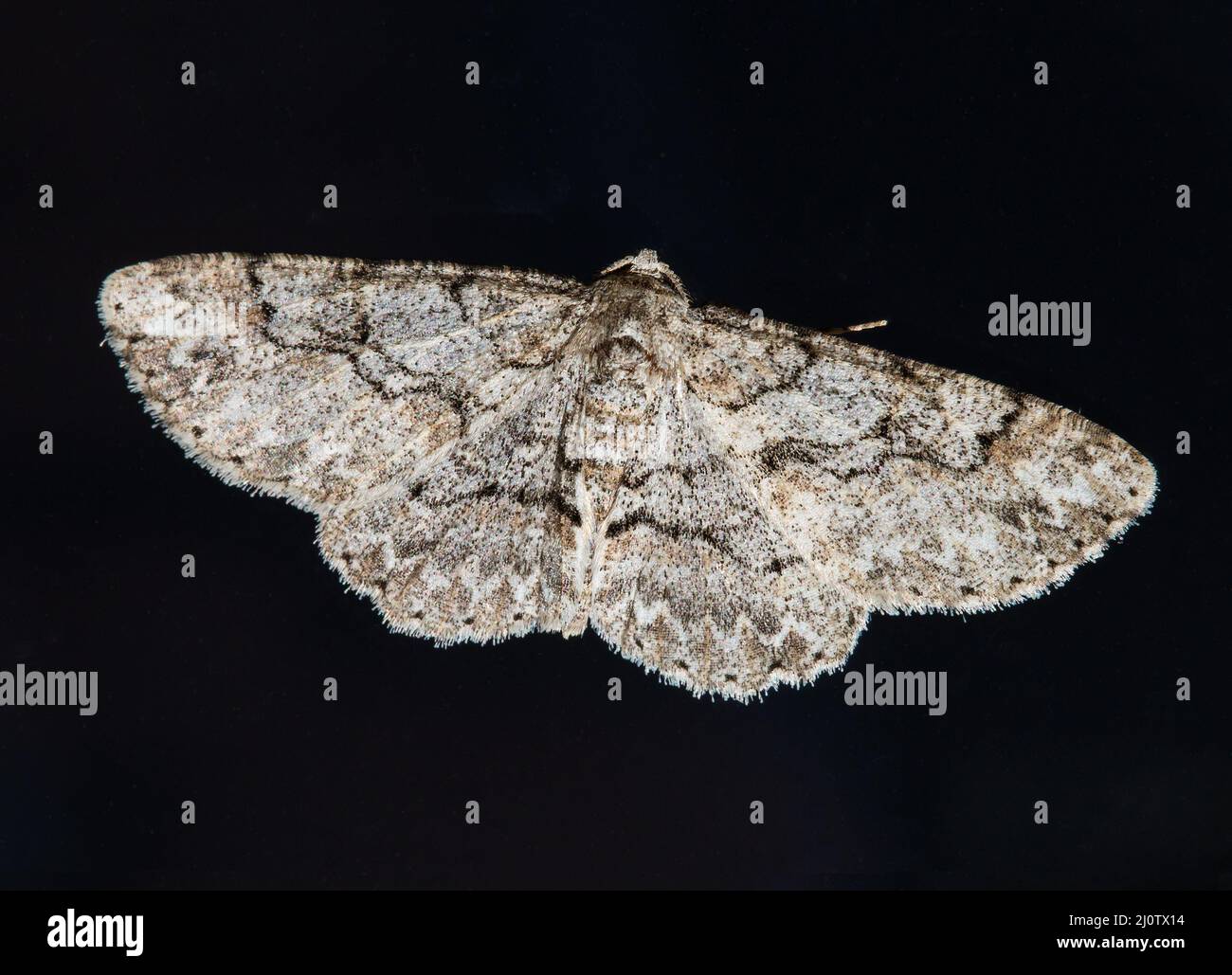 Nahaufnahme einer gewöhnlichen grauen Motte in North Carolina vor einem isolierten schwarzen Hintergrund. Stockfoto