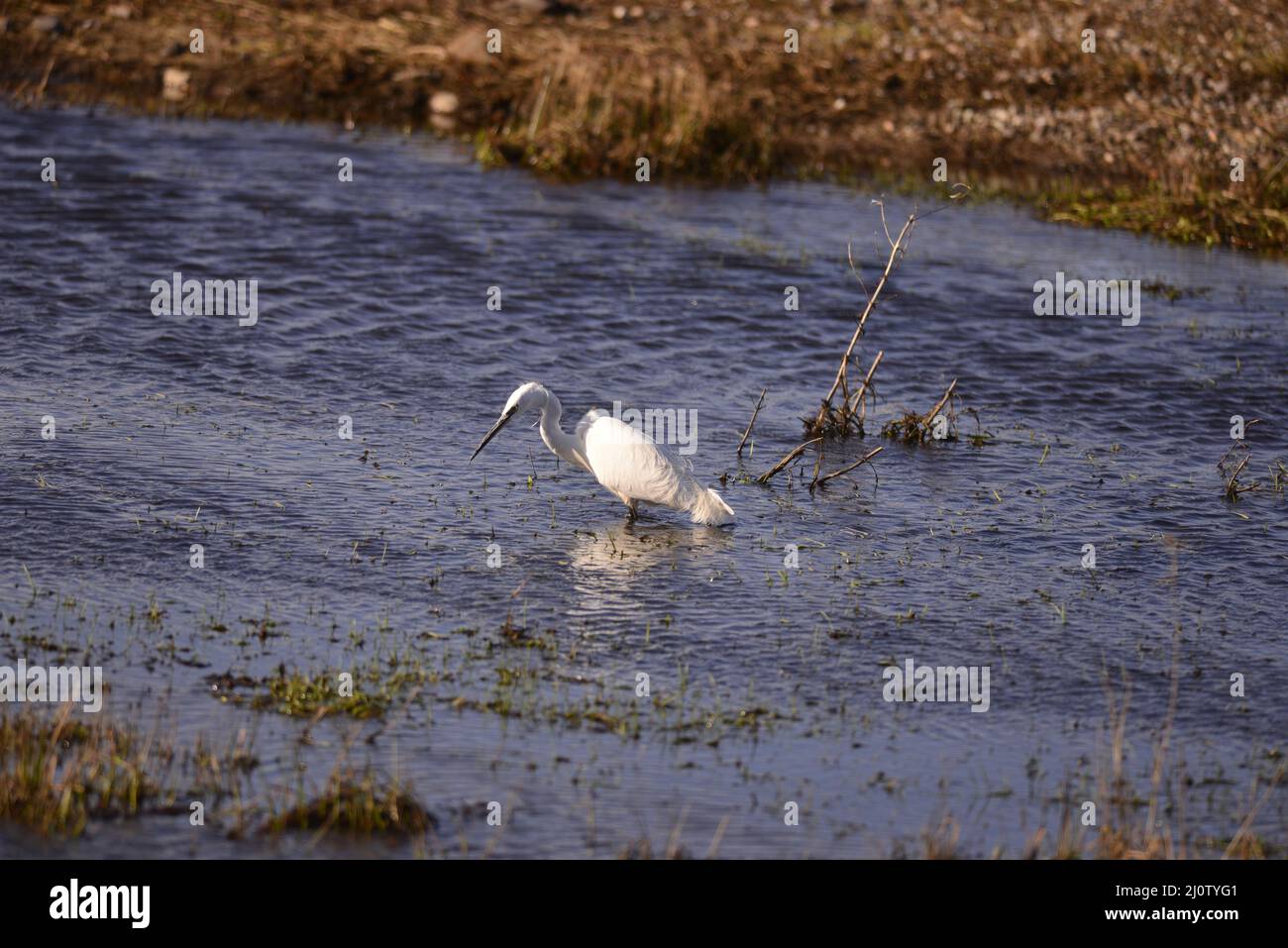 Little Egret am RSPB Loch Leven Stockfoto