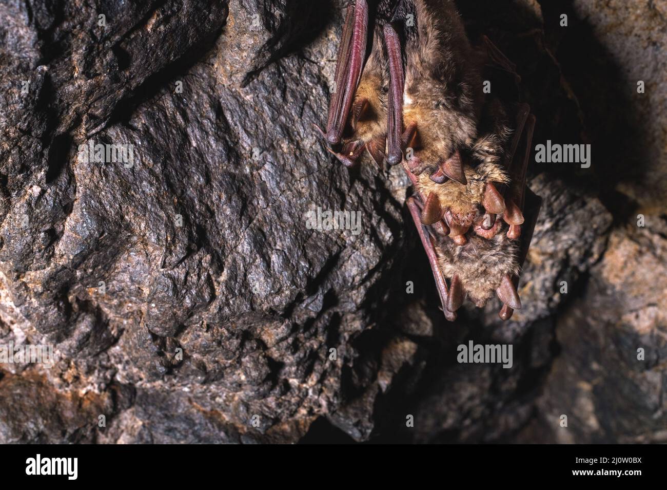 Eine Gruppe brauner Fledermäuse schläft an der Decke einer Felshöhle. Wilde kleine Fledermäuse des Nordkaukasus Stockfoto