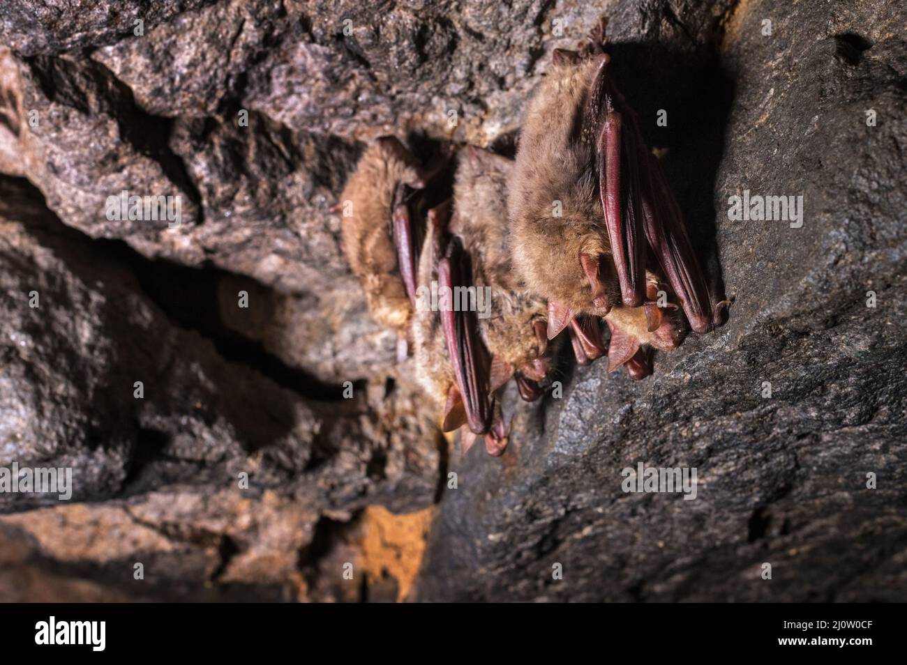 Eine kleine braune kaukasische Fledermaus schläft an der Decke einer Felshöhle. Kleine Fledermäuse in der natürlichen Umgebung Stockfoto