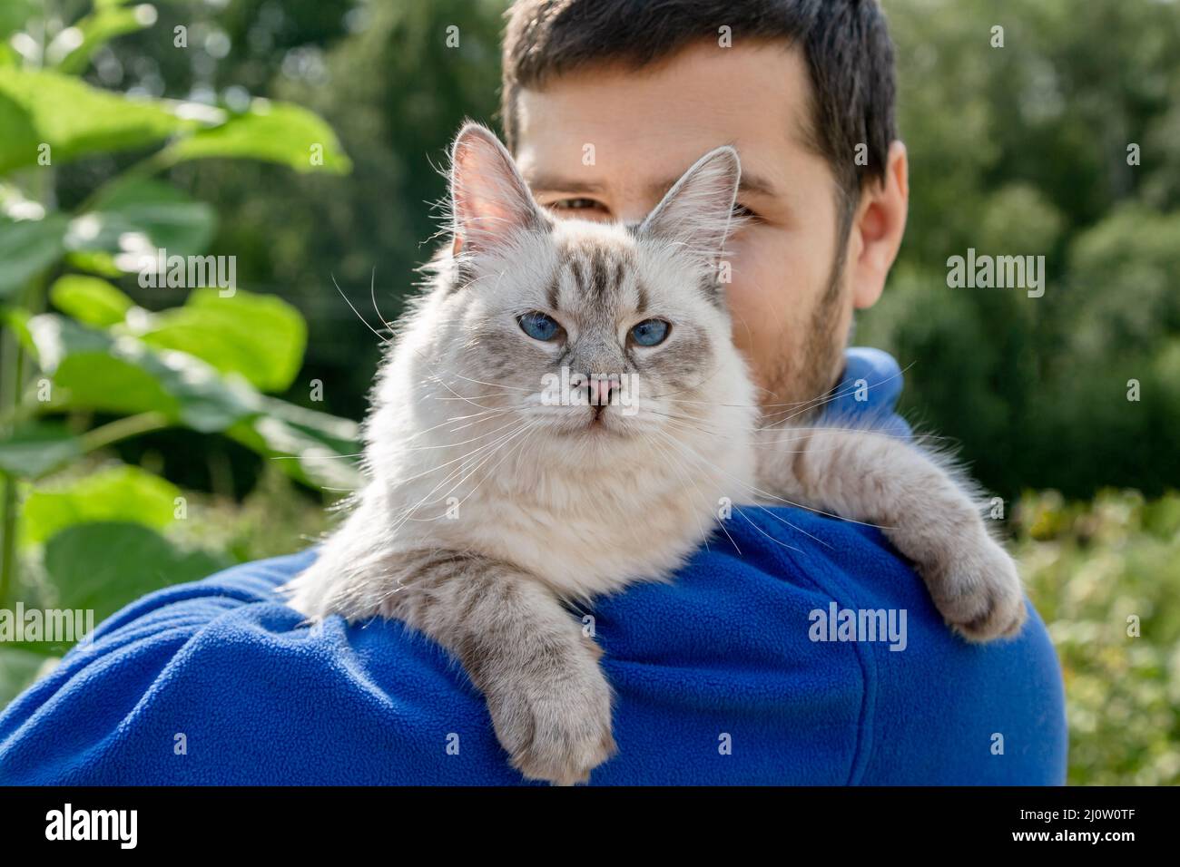 Sibirische Katze züchtet Neva Masquerade in den Händen des Besitzers Stockfoto