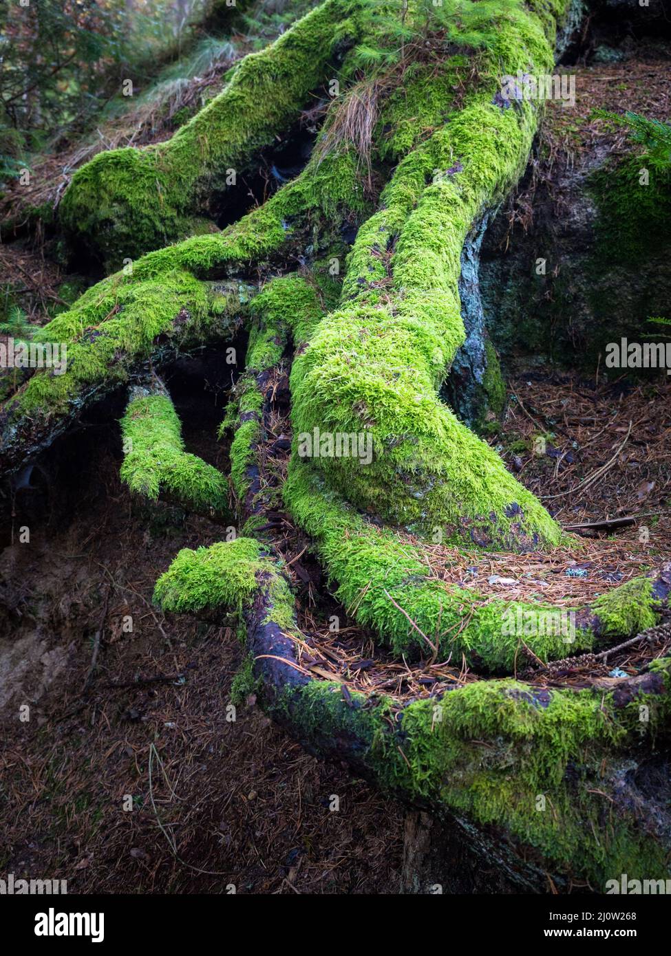 Starke, grüne Wurzeln eines alten Baumes in einem Wald, die Kraft und Widerstandsfähigkeit symbolisieren Stockfoto