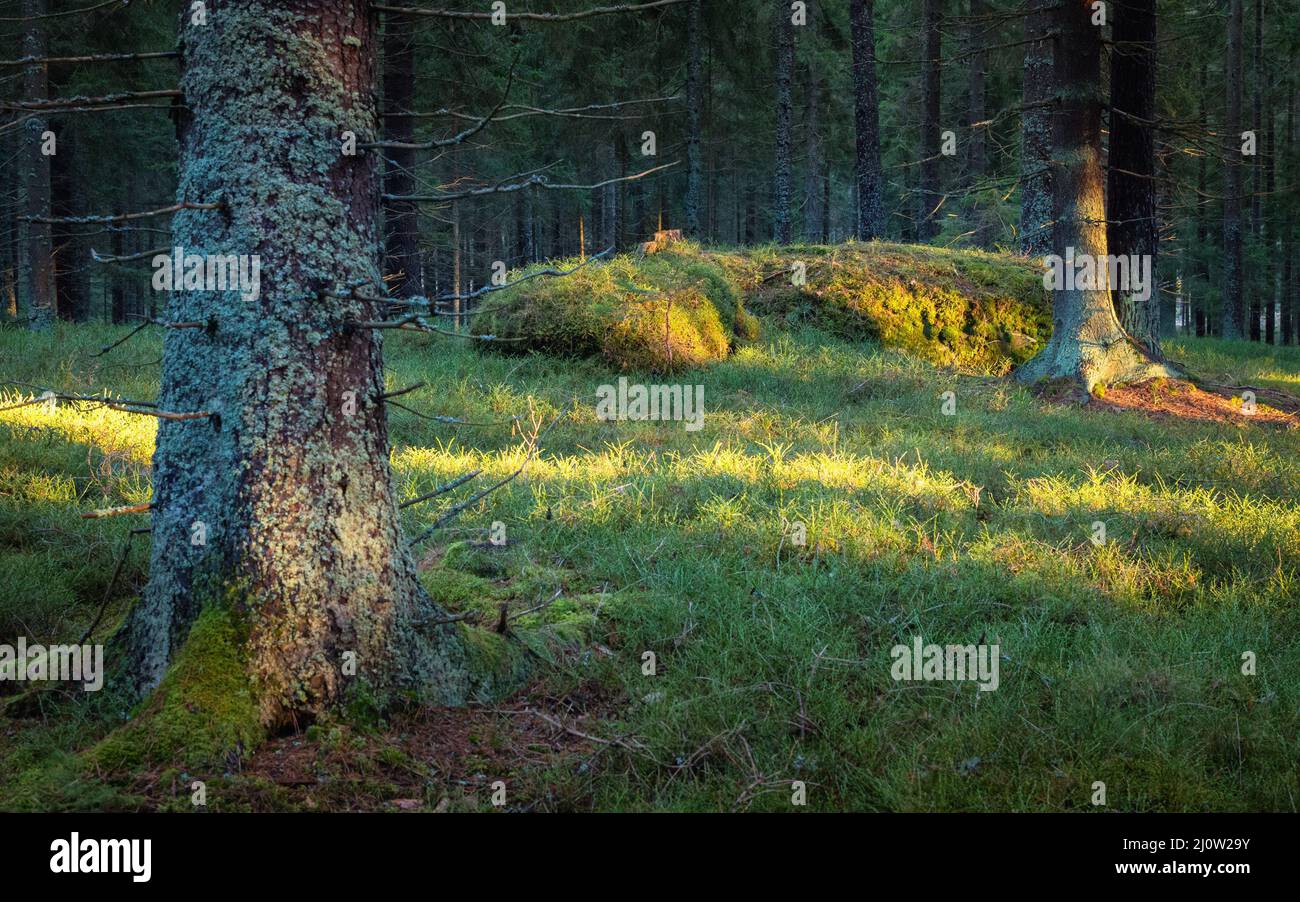 Silent Forest im Frühjahr mit schönen hellen Sonnenstrahlen Stockfoto