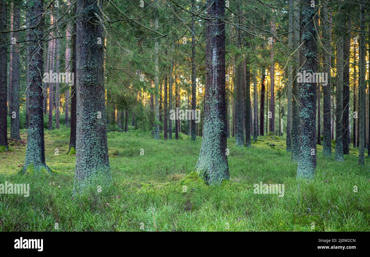 Silent Forest im Frühjahr mit schönen hellen Sonnenstrahlen Stockfoto
