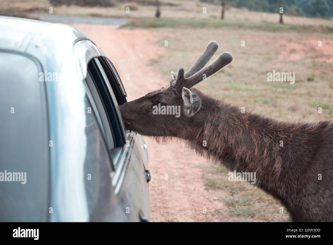 Hirsch auf Sri Lanka Stockfoto