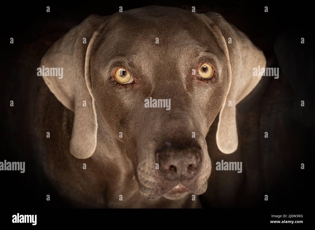Hunde-Augen Stockfoto