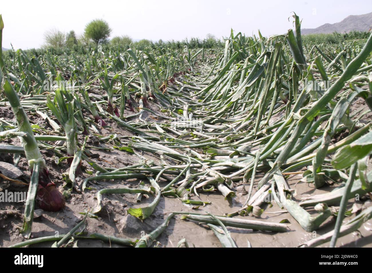 Lal Pur, Afghanistan. 20. März 2022. Das am 19. März 2022 aufgenommene Foto zeigt ein beschädigtes Ackerland nach Sturzfluten im Bezirk Lal pur, Provinz Nangarhar, Afghanistan. Sturzfluten, die durch starken Regen verursacht wurden, forderten am Samstag zwei Menschenleben und zerstörten Hunderte Hektar Ackerland im Bezirk Lal pur in der östlichen Provinz Nangarhar in Afghanistan, sagte Bezirksleiter Kari Abubakr am Sonntag. Quelle: Hamidullah/Xinhua/Alamy Live News Stockfoto