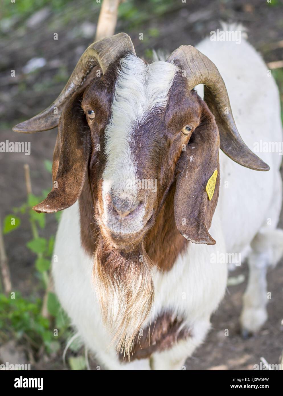 Porträt einer Ziege (Capra hircus). Buck oder Billy Close Up . Details. Stockfoto