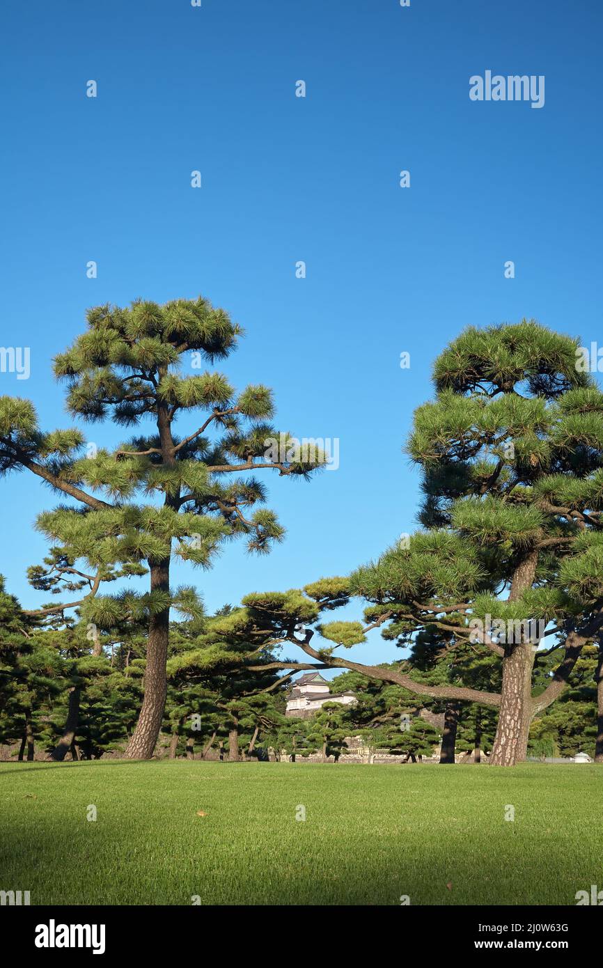 Kokyo Gaien National Garden. Tokio. Japan Stockfoto