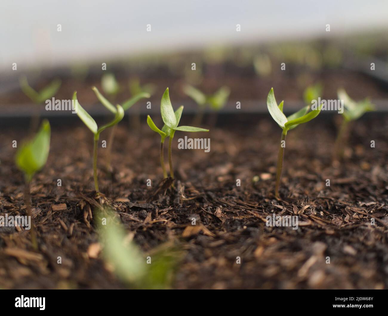 In einem Polytunnel auf einer No-Dig/No-Till-Farm (CSA), Cornwall, Großbritannien, wachsen in Schalen Sämlinge mit Paprika (Capsicum annuum) Stockfoto