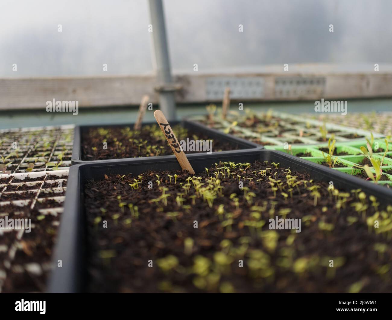 Selleriepflanzen (Apium graveolens), die in Schalen in einem Polytunnel auf einer „no-dig“/„no-till“ Community supported Agriculture (CSA) Farm in Cornwall, UK, wachsen Stockfoto