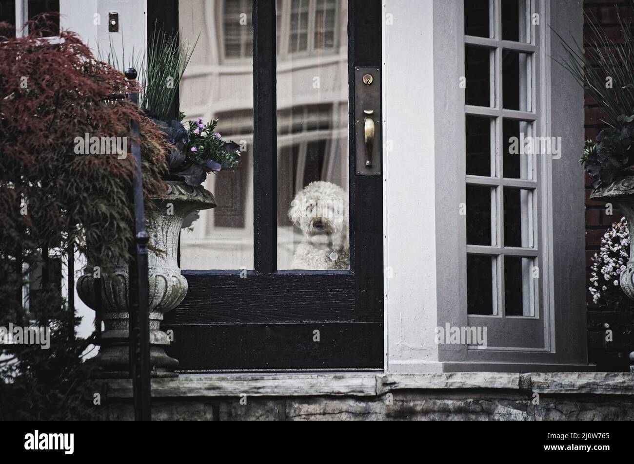 Ein Hund, der hinter der Glastür eines Stadthauses auf seinen Besitzer wartet Stockfoto