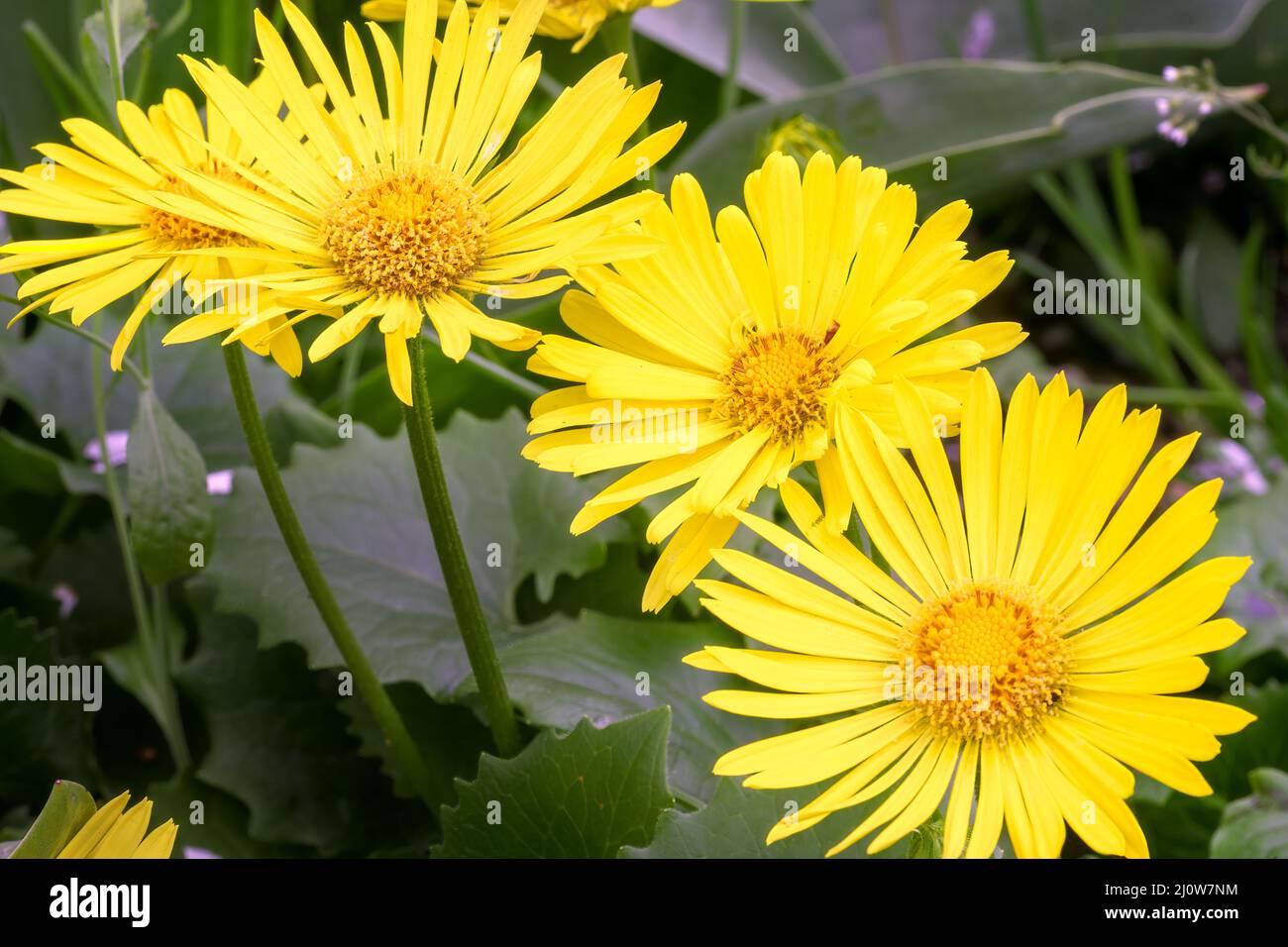 Gelbe Blüten von Doronicum caucasicum 'Little Leo', Nahaufnahme Stockfoto