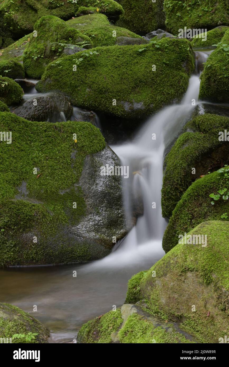 Tiefer Wald und Wasserfall mit grünem Moos Stockfoto