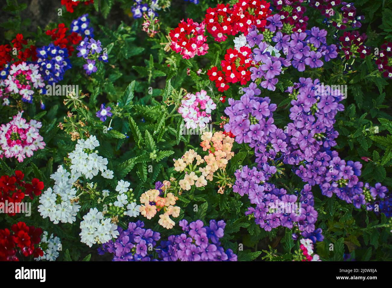 Verbena Hybrid blüht im Park. Nahaufnahme mit ausgewähltem Fokus. Stockfoto