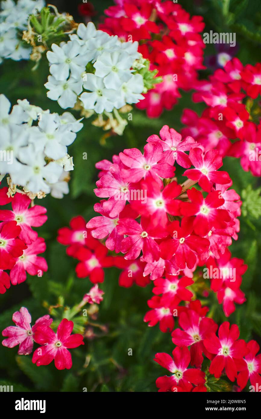 Verbena Hybrid blüht im Park. Nahaufnahme mit ausgewähltem Fokus. Stockfoto