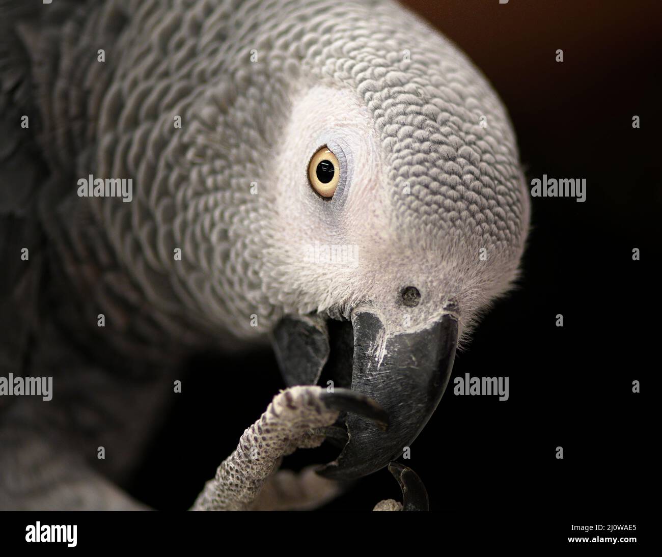 Nahaufnahme eines grauen Papageien, der seine Kralle beißen muss. Stockfoto