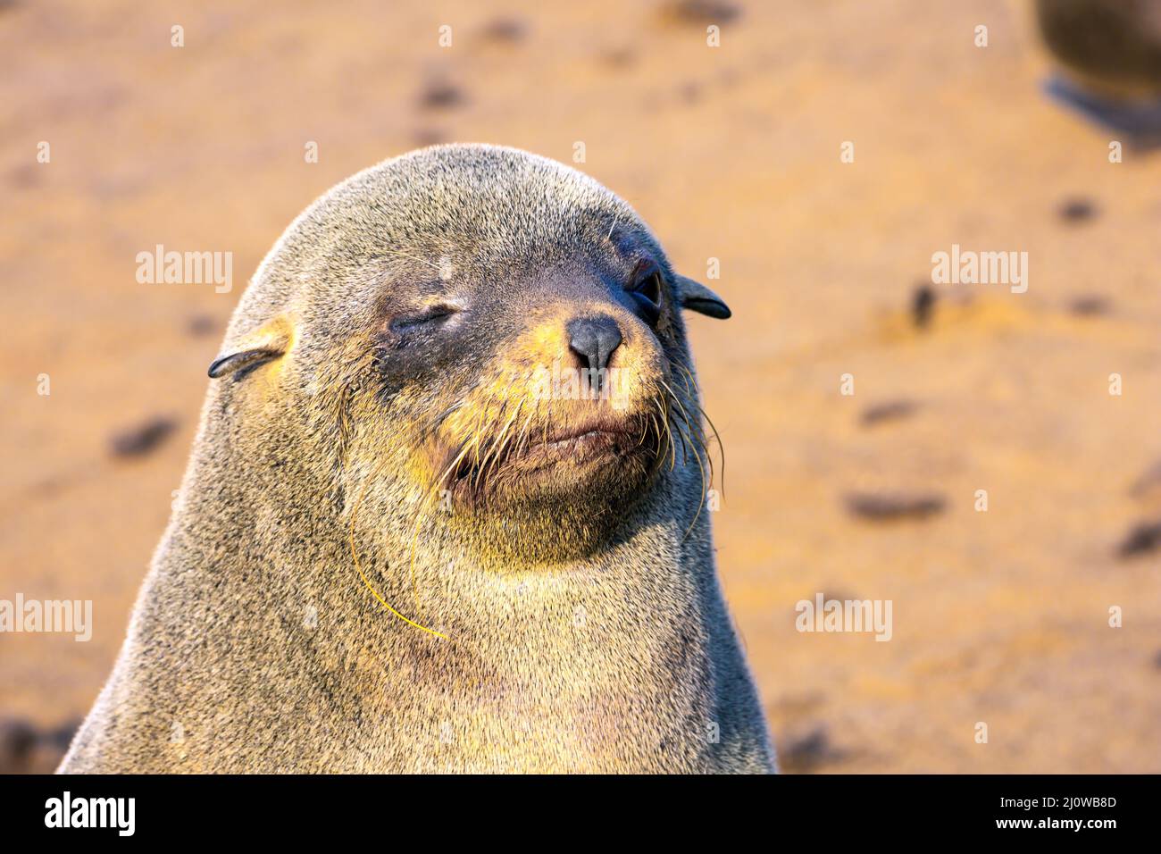 Die Pelzrobbe sonnt sich in der Sonne Stockfoto