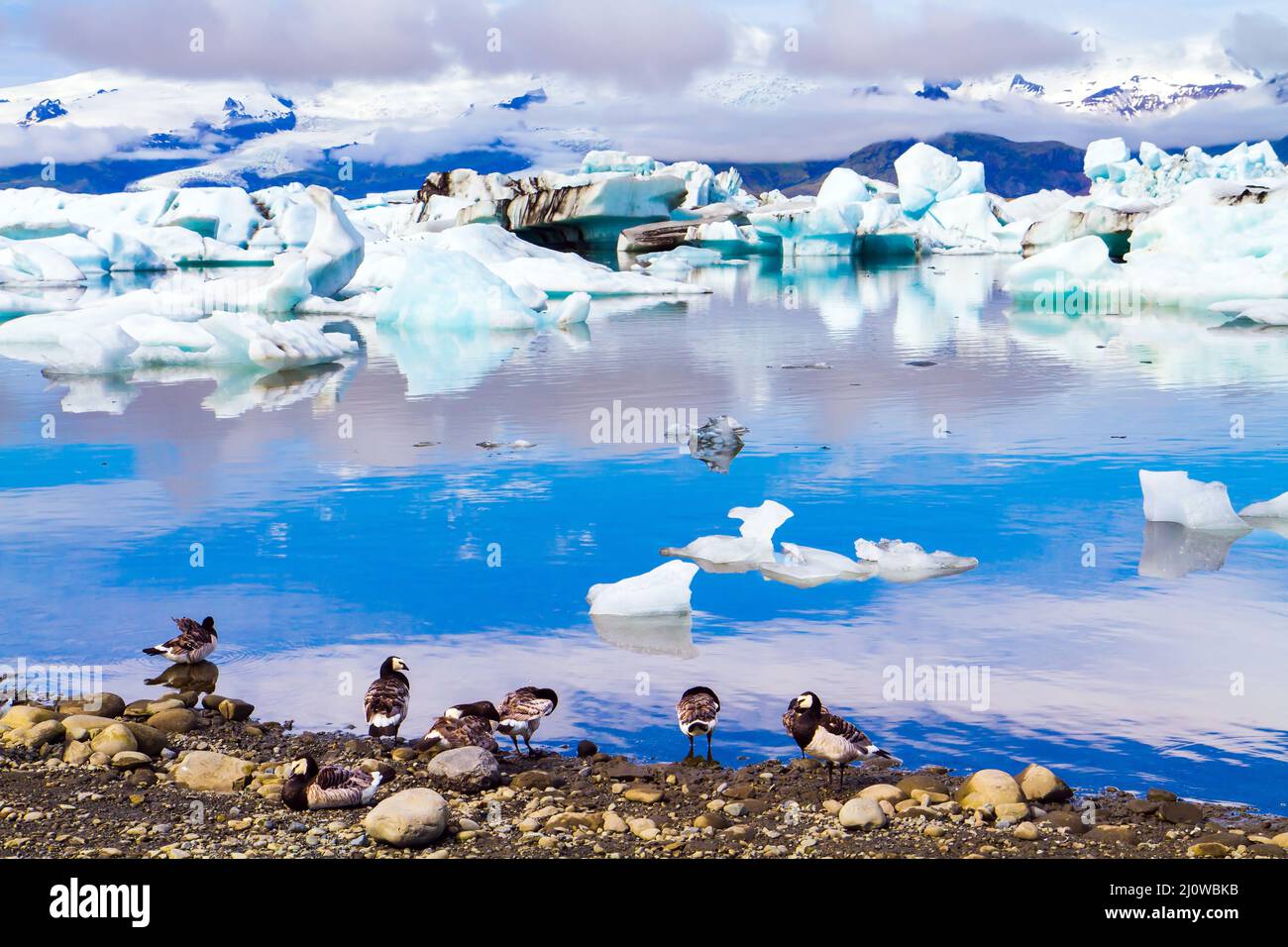 Arctic Birds Papageitaucher füttern Stockfoto