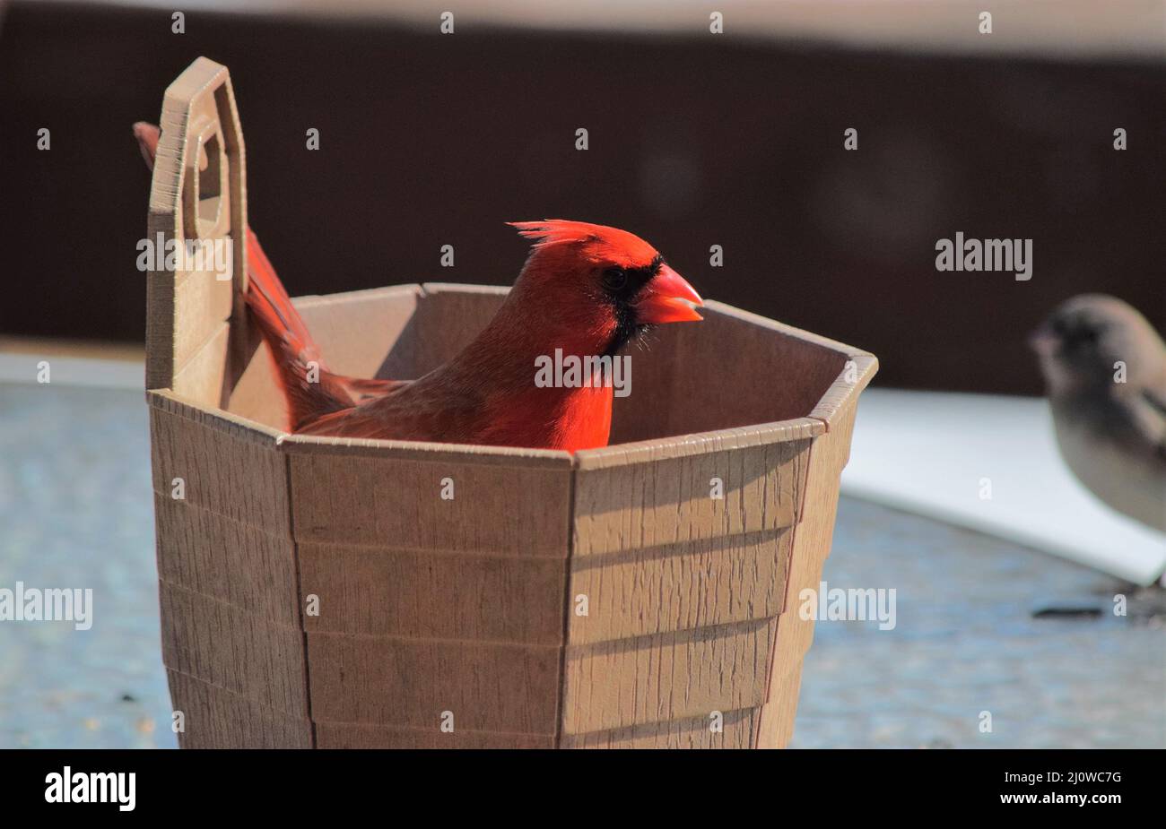 Ein männlicher Kardinal, der in einem Eimer mit Vogelsaat sitzt, nach einer langen Debatte darüber, ob er dort hinein springen sollte oder nicht. Stockfoto