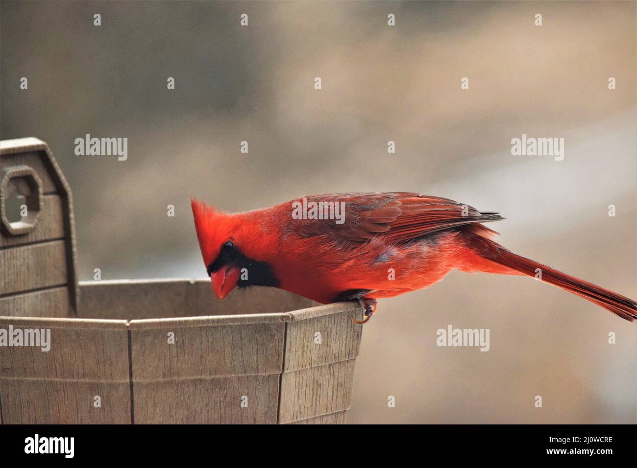 Ein männlicher Kardinal, der auf dem Rand eines Eimers aus Vogelsamen thront, guckt in den Eimer und debattiert, ob er hereinspringen will, um den Preis zu erhalten. Stockfoto