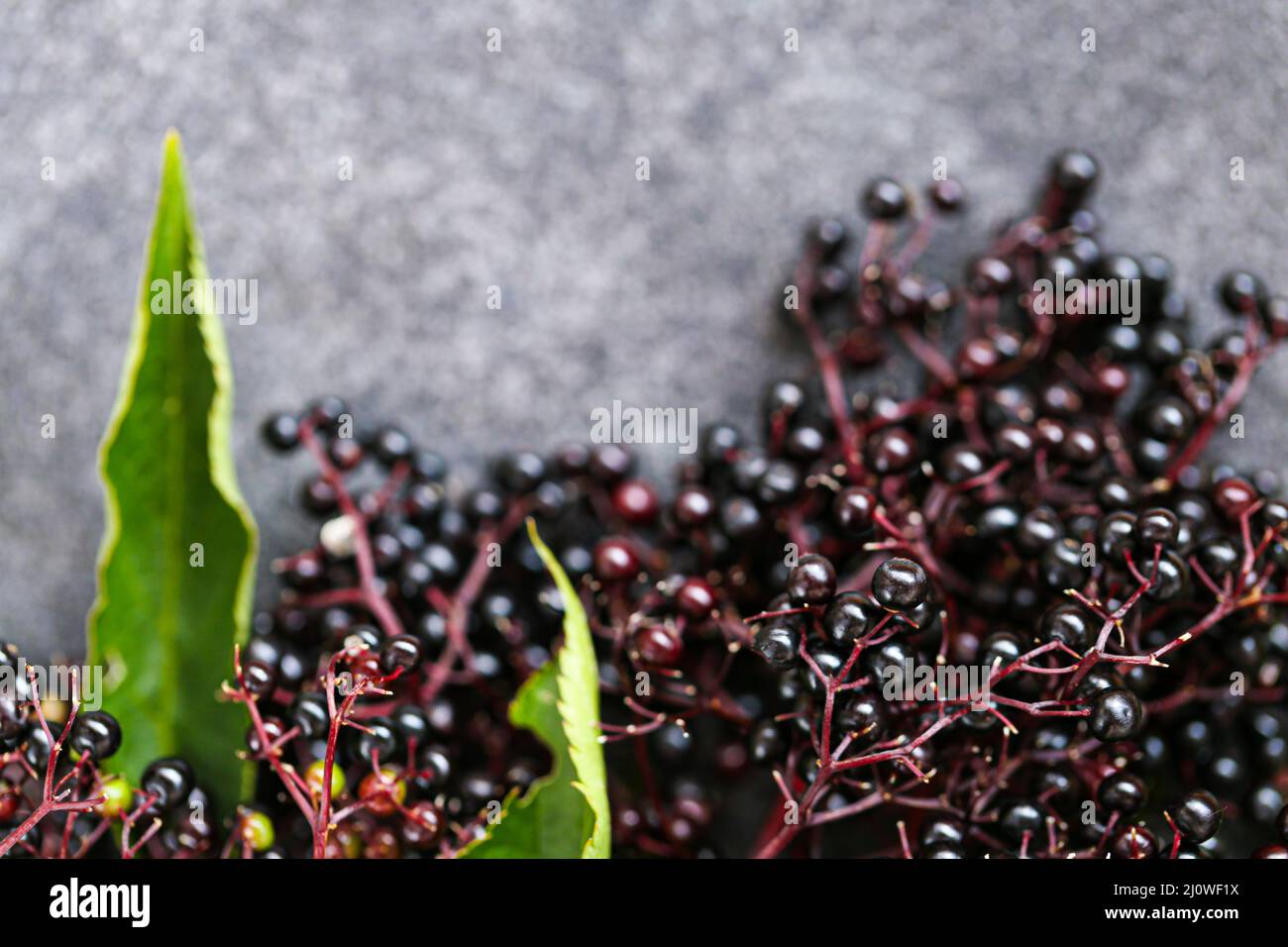 Sambucus Beeren auf grauem Hintergrund. Holunderzweige.reife Holunderbeere. Holunderbeeren ernten. Stockfoto