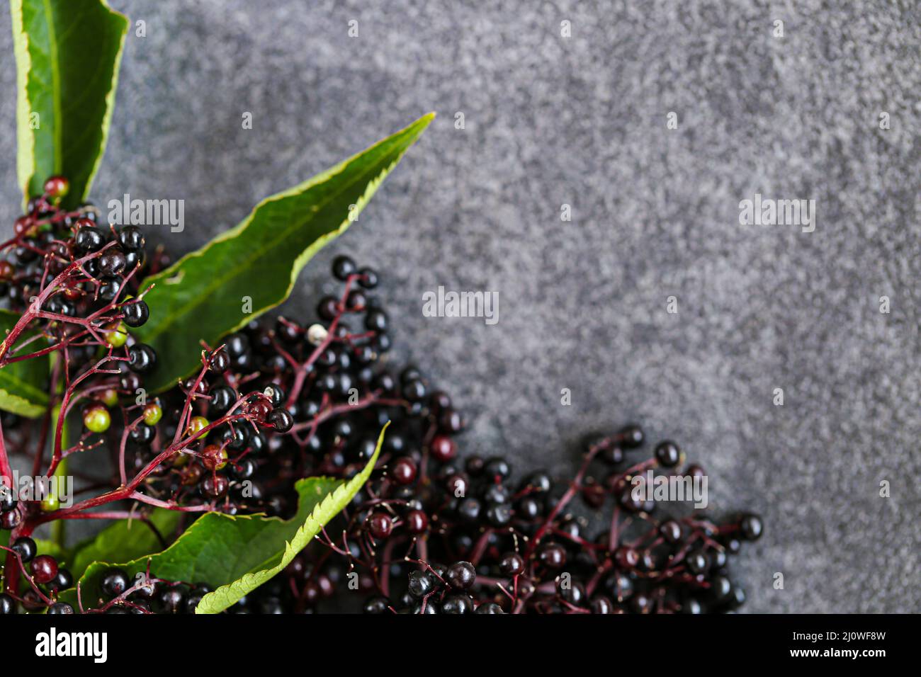 Sambucus Beeren auf grauem Hintergrund.reife schwarze Holunderbeere. Holunderbeeren ernten. Stockfoto