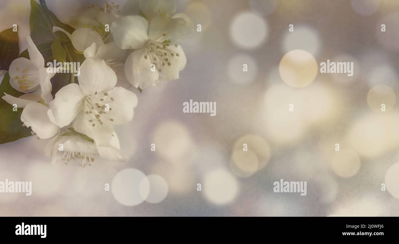 Farbenfroher festlicher Hintergrund mit zarten Jasminblüten Stockfoto