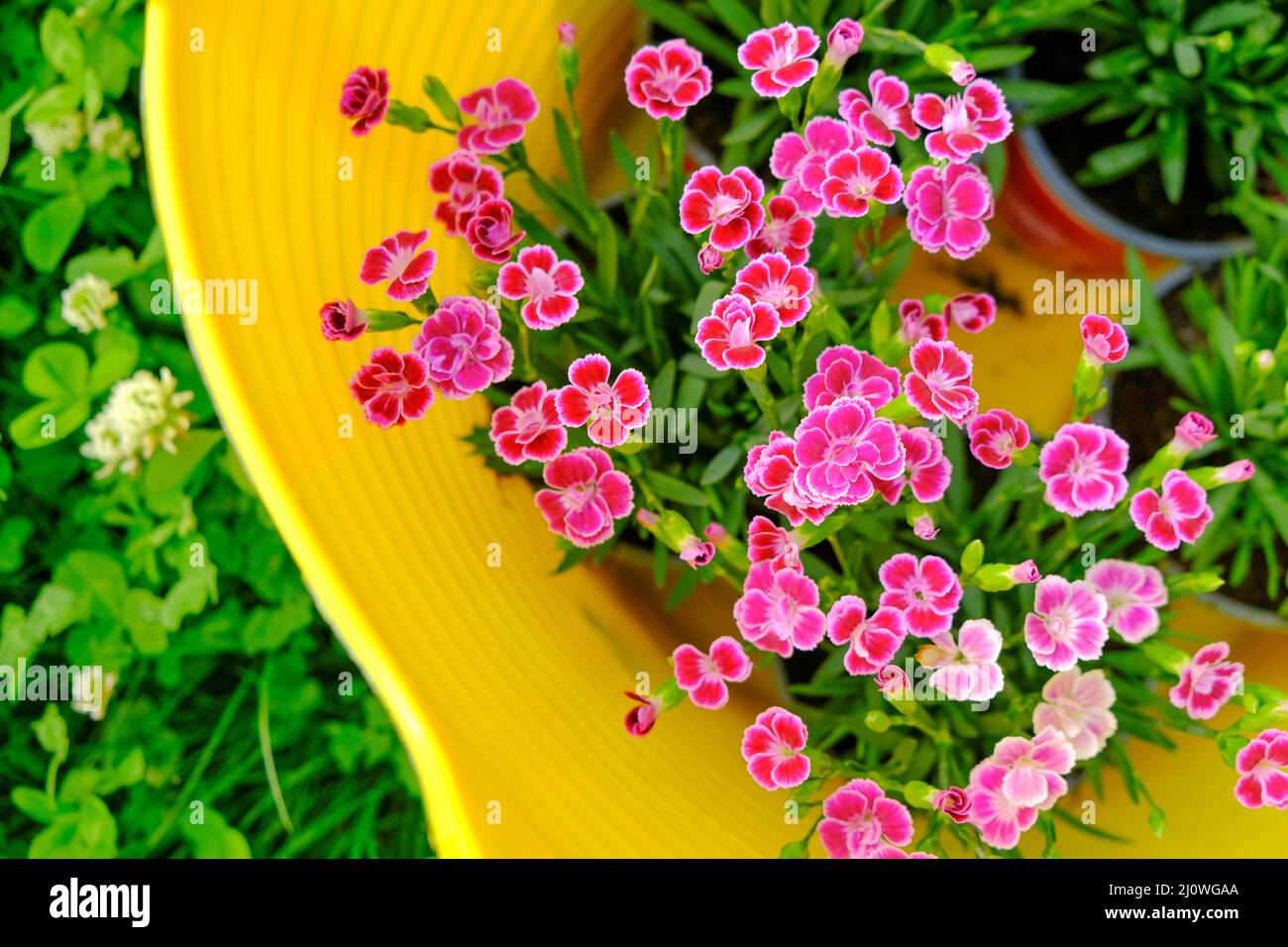 Geranium rosa blüht in einem gelben Korb in grünem Kleeblatt.Geranien wächst im Garten. Blumenzucht und Gartenarbeit.Frühling mehrjährige Blumen Stockfoto