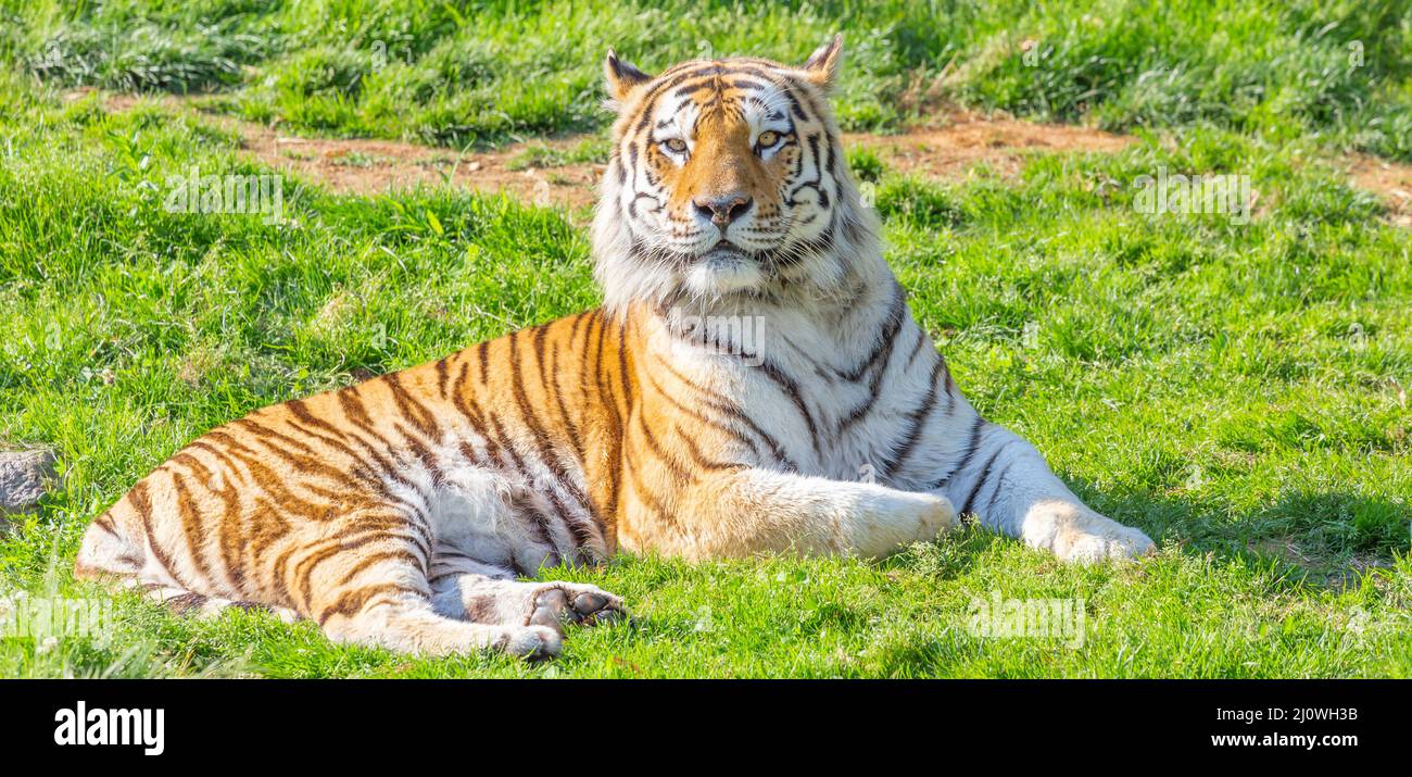 Tiger in einem Tierzoo - einer der größten Raubtiere in der Natur. Stockfoto