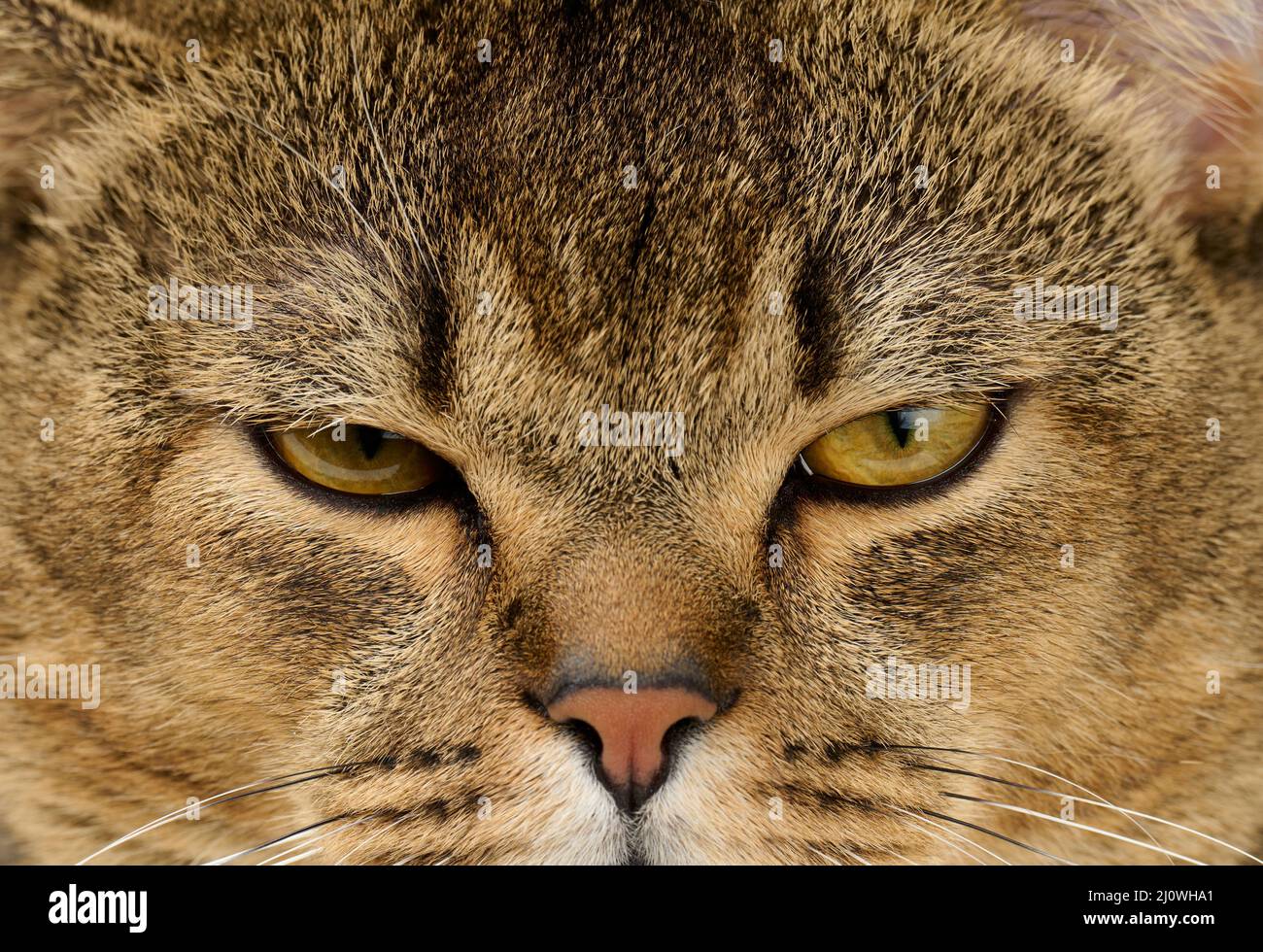 Porträt einer erwachsenen, geradohrigen schottischen grauen Katze Stockfoto