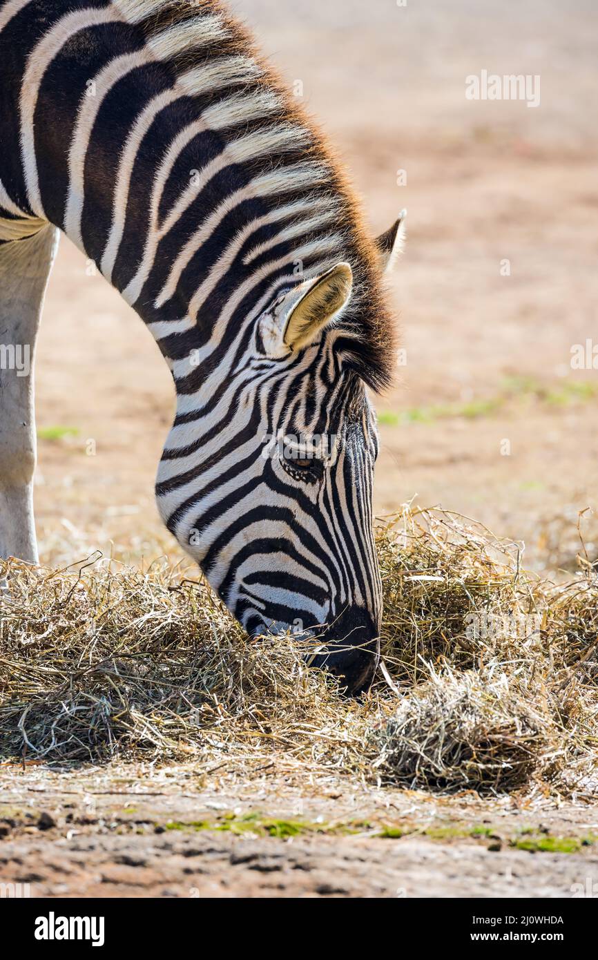 Das Zebra im Zoo in Auckland Stockfoto