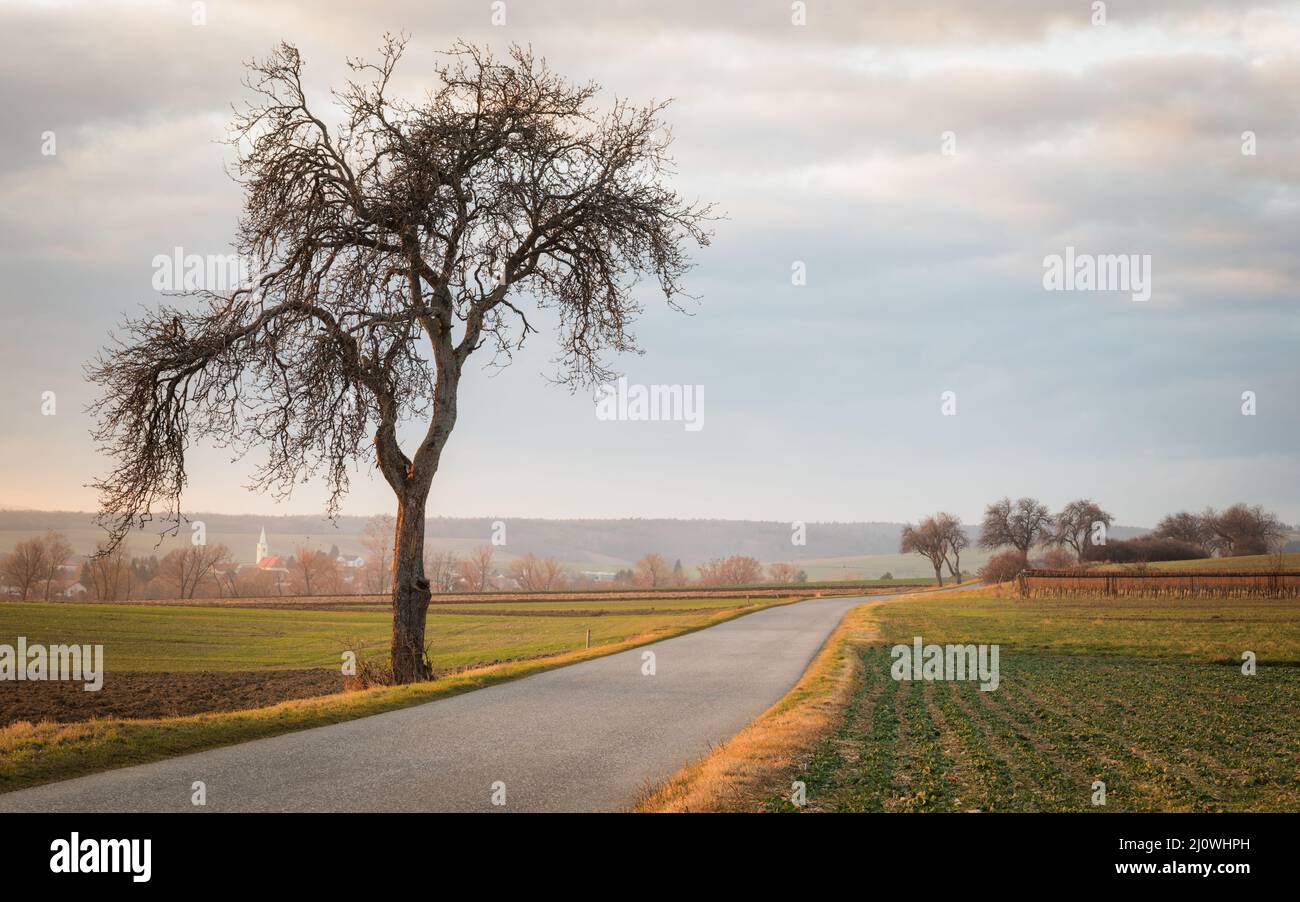 Landstraße mit Bäumen bei Sonnenuntergang Stockfoto