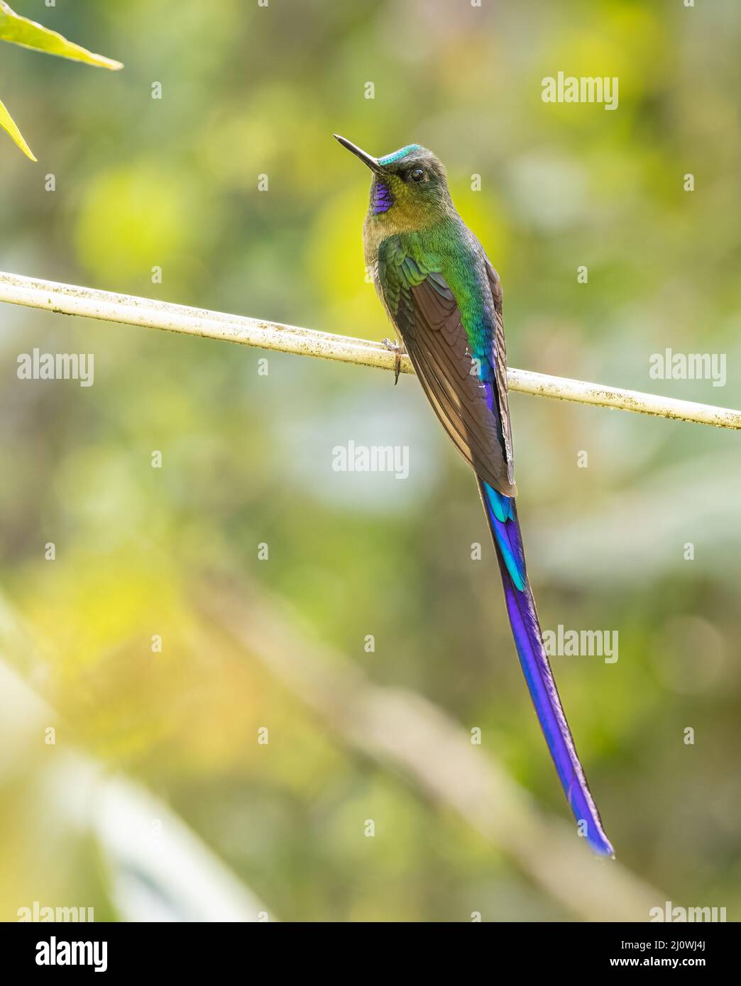 Eine violette Sylph in Ecuador Stockfoto