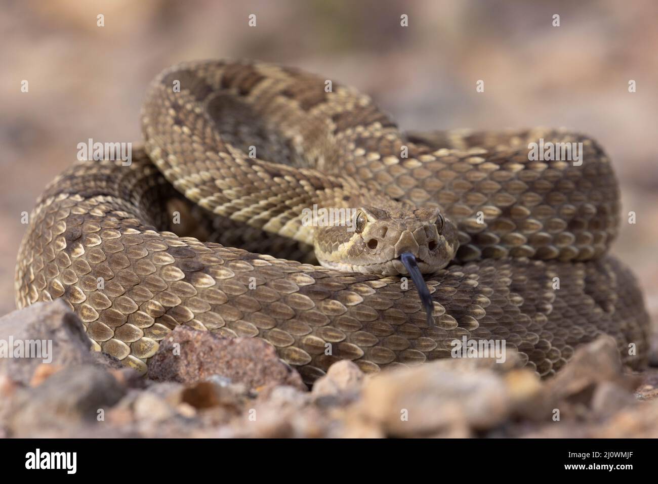 Mojave Rattlenskae, Cochise County, Arizona, USA. Stockfoto