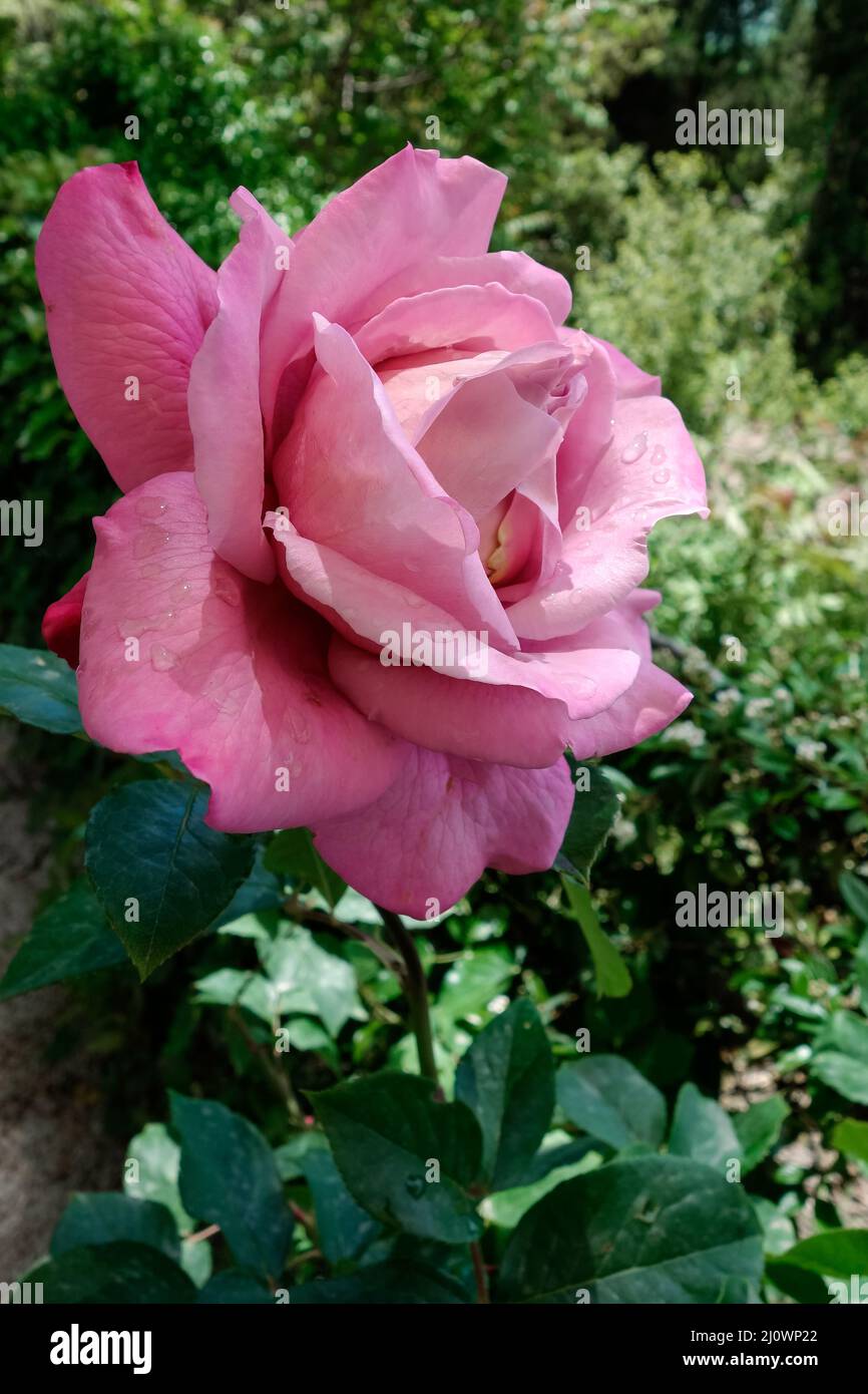 Regenwasser-Tröpfchen auf eine rosa Rose Stockfoto