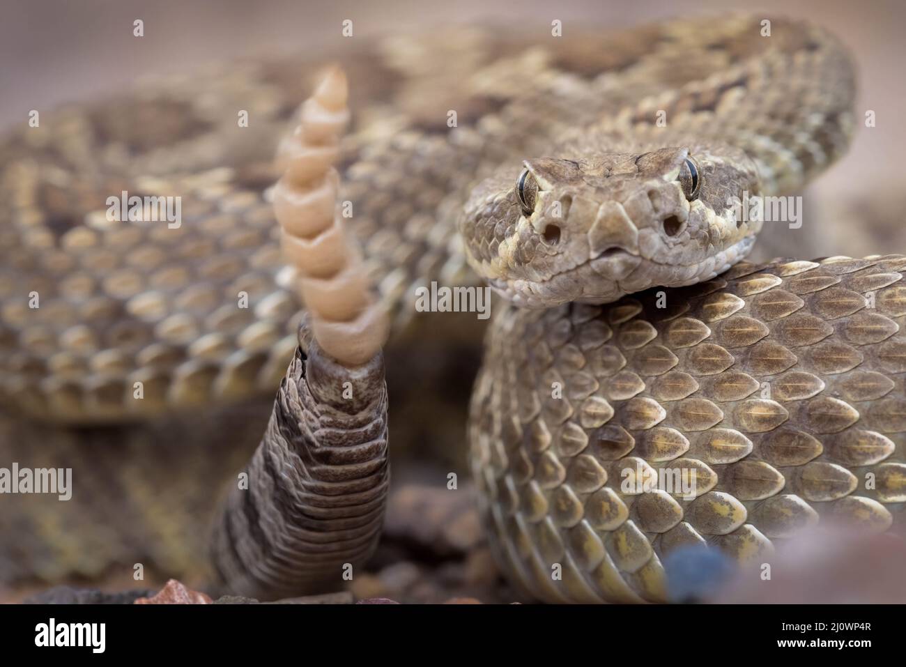 Mojave Rattlenskae, Cochise County, Arizona, USA. Stockfoto