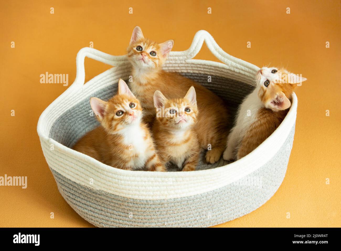 Vier Kätzchen spielen in einem Katzennest - Stockfoto Stockfoto