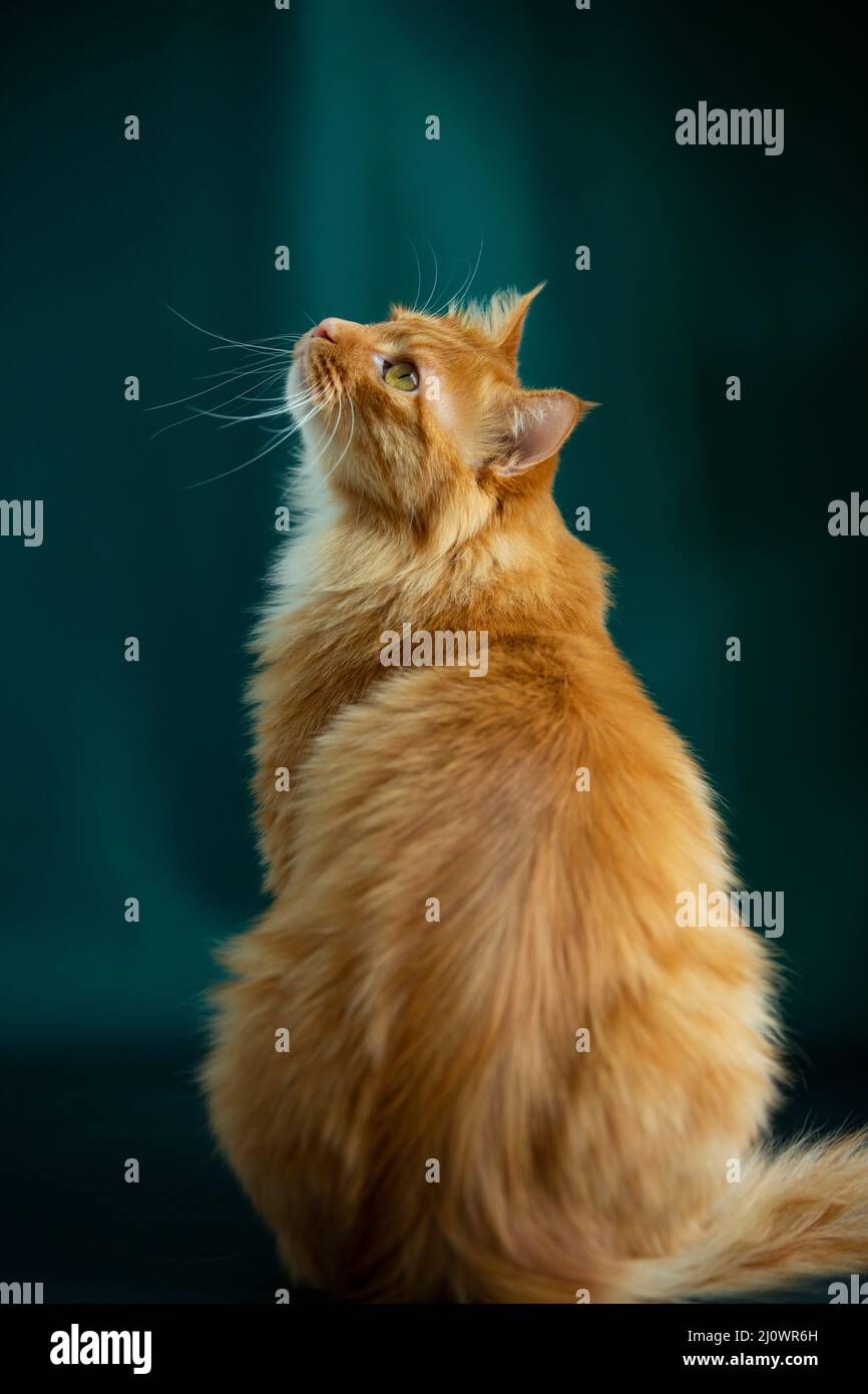 Rückansicht Porträt der Langhaarkatze - Stock Foto Stockfoto