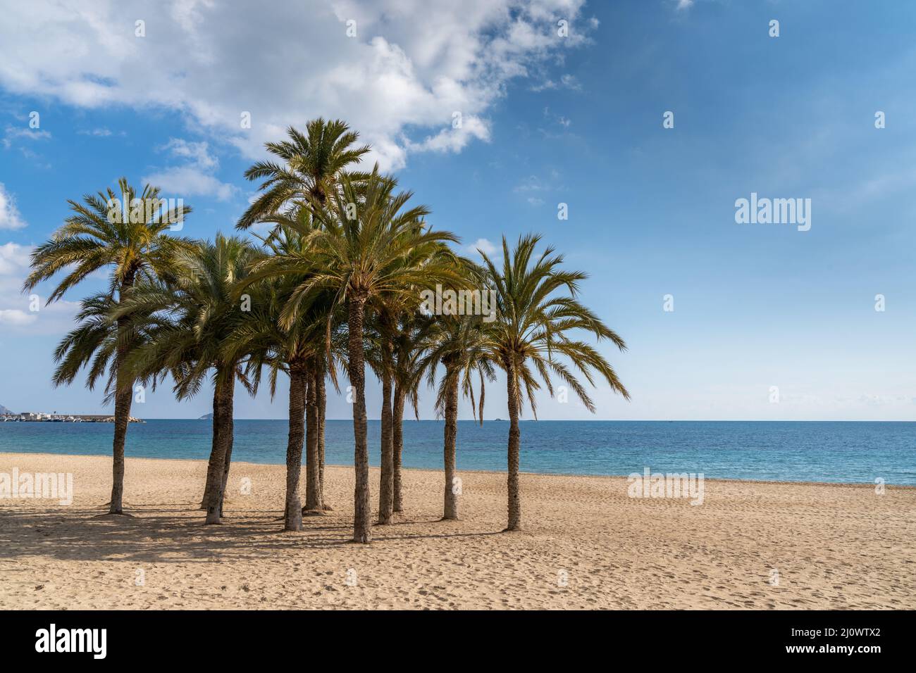 Eine Gruppe üppig grüner Palmen an einem abgeschiedenen goldenen Sandstrand mit ruhigem Meer dahinter Stockfoto