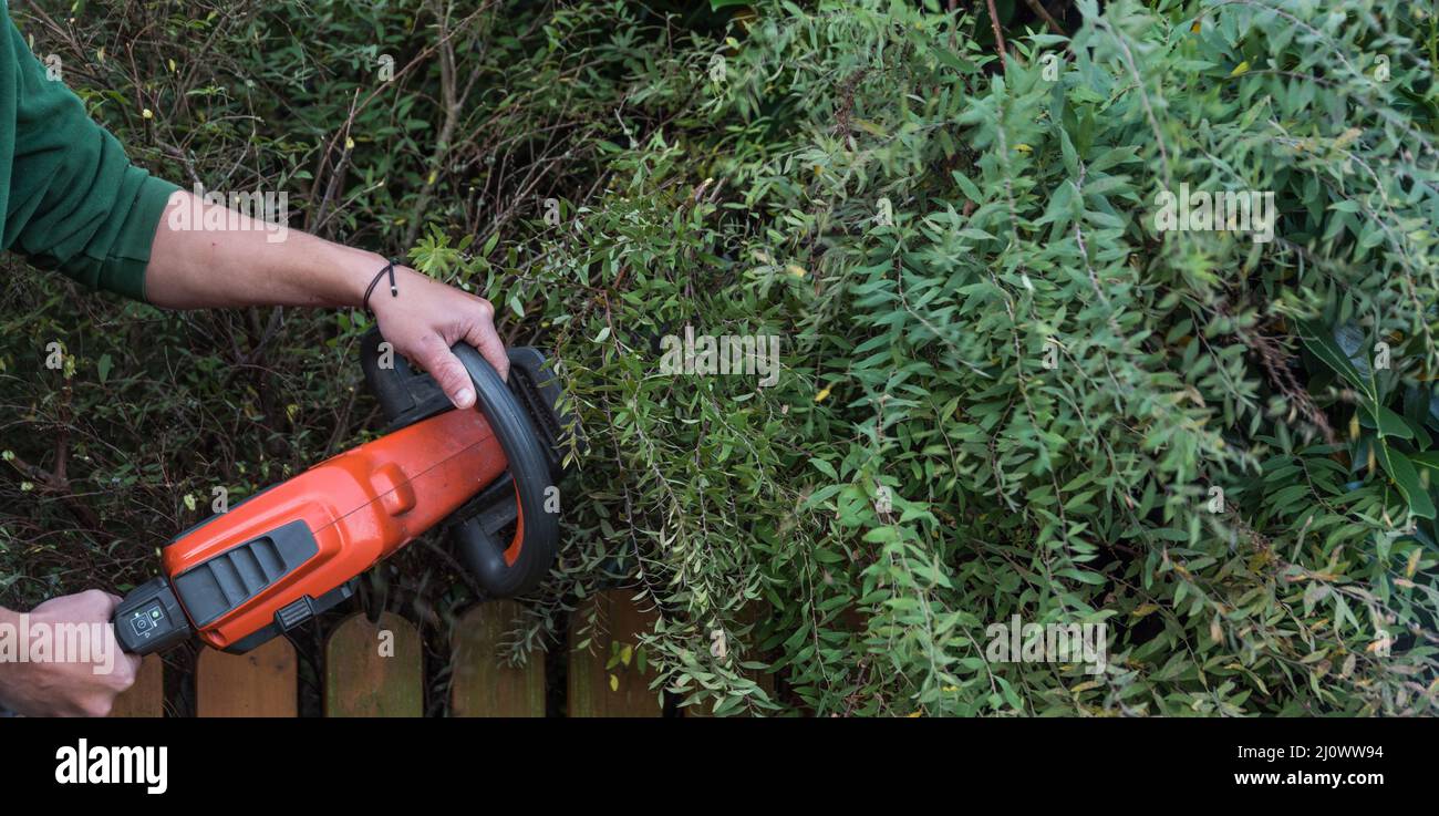 Heckenschnitt mit elektrischen Heckenscheren - Pflege des Gartens, Nahaufnahme Stockfoto