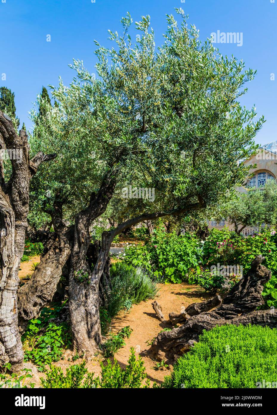 In Gethsemane wachsen sehr alte Oliven Stockfoto