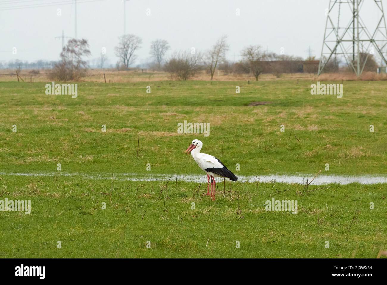 Zwei Weißstörche auf einer feuchten Wiese Stockfoto