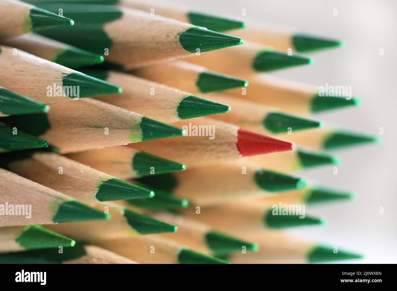 Ein einfarbiger, scharfer, rot gefärbter Bleistift, der aus der Menge der grünen Stifte herausragt. Individualität und Vertrauenskonzept. Wir feiern die Idee der Unterschiede. Stockfoto