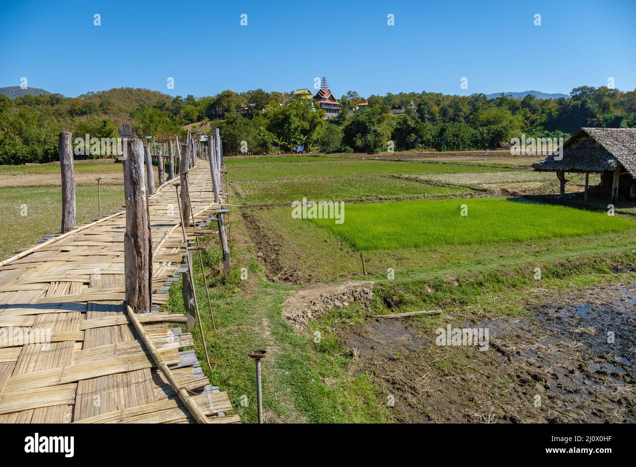 Die Bambusbrücke des Glaubens über die Reisfelder in Mae Hong Son Thailand, wunderschöne Aussicht auf die Bambusbrücke zu Tong Pae, vorbei am ric Stockfoto