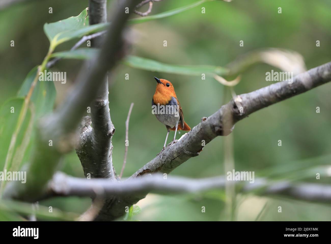 Japanischer Rotkehlchen (Luscinia akahige) in Japan Stockfoto
