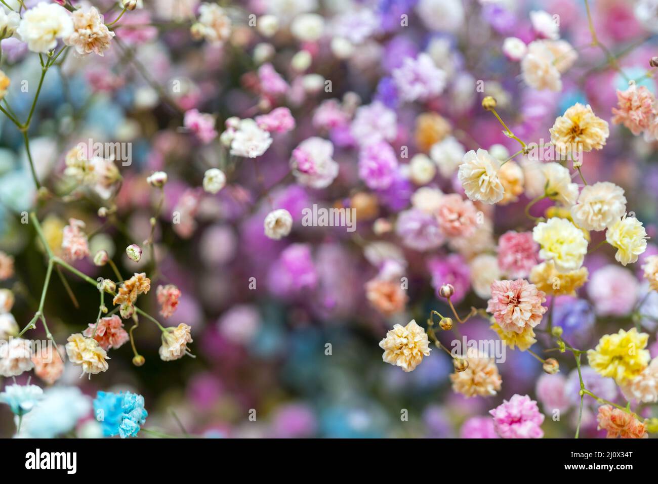 Bunte kleine schöne dekorative Blumen. Floral background. Stockfoto