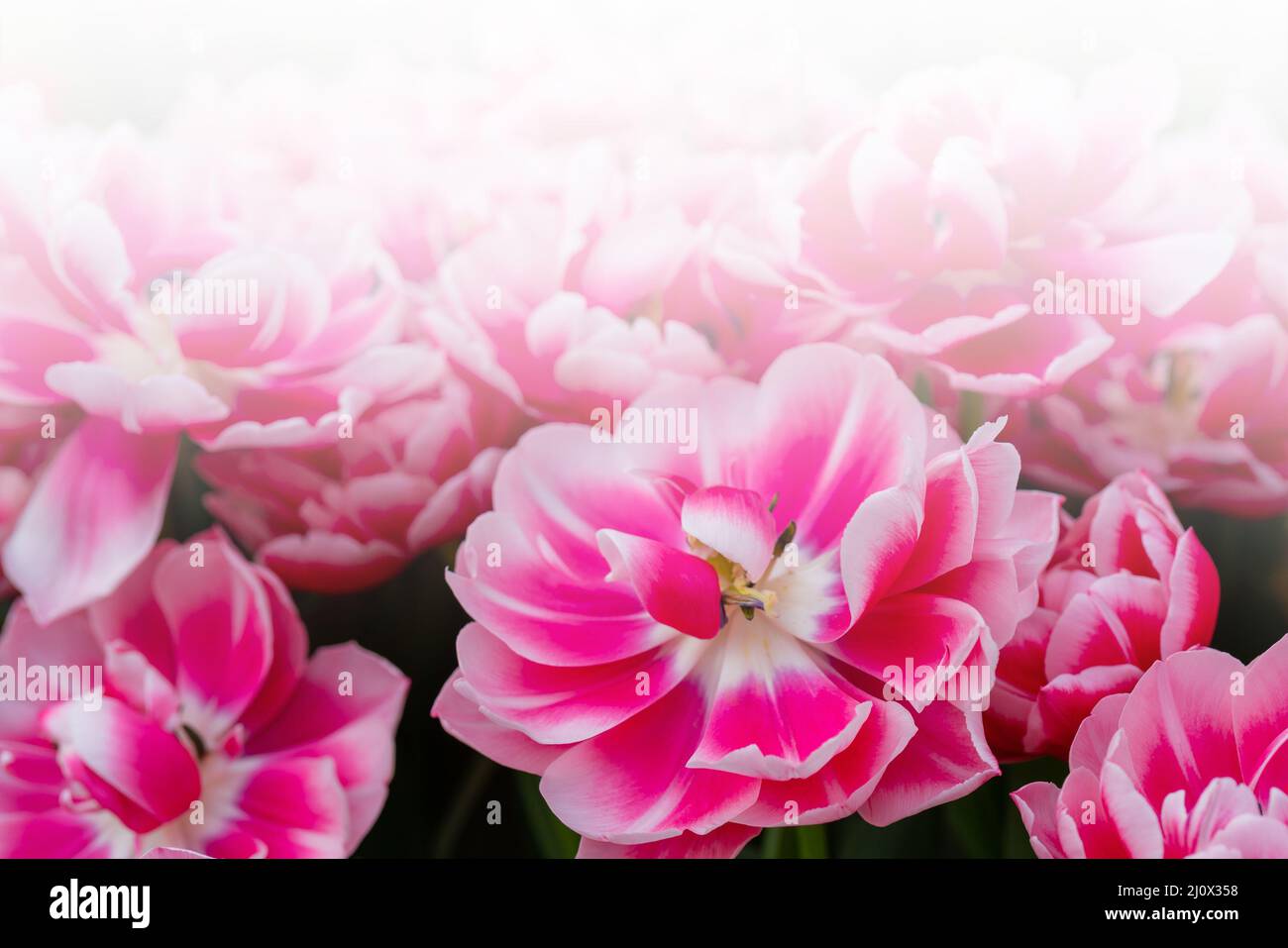 Rosa schöne Blumen. Natürlicher Hintergrund Frühling blühende Pflanzen. Stockfoto