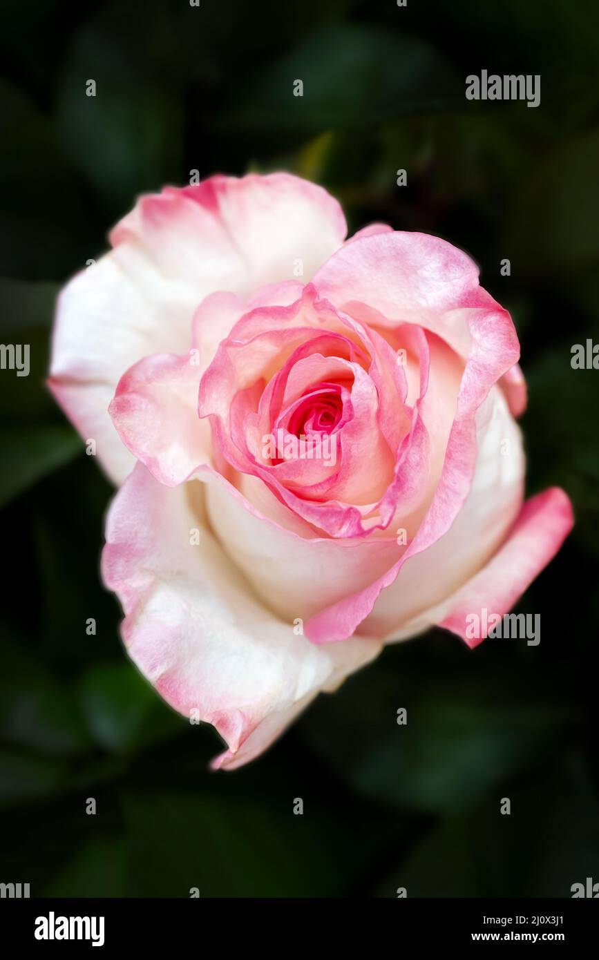 Schöne Hochzeit rosa Rose auf dunklem Hintergrund. Stockfoto