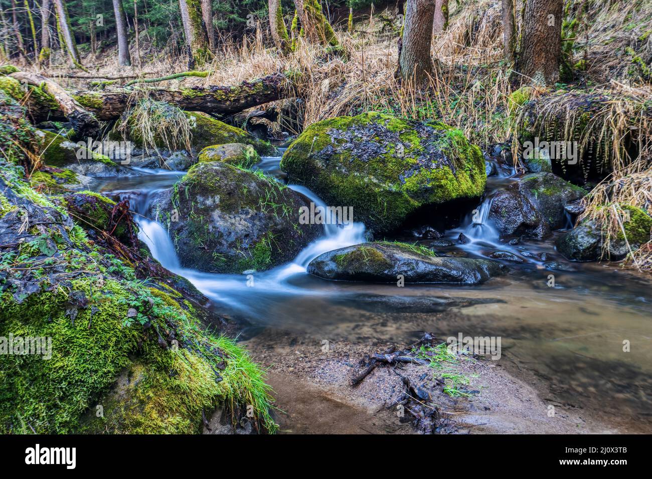 Kleiner Waldbach in einem Wald Stockfoto